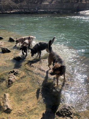 Lots of friendly dogs off leash, at the end of Barton Springs where the waterfall flows into the river.