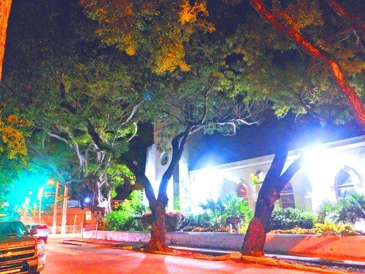 Key West United Methodist Church -- gorgeous trees!