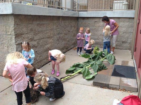 Children explore a giant sunflower with magnifying glasses