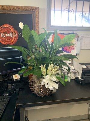 Peace lilies arrangement