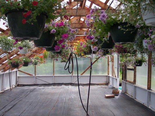 Hanging baskets