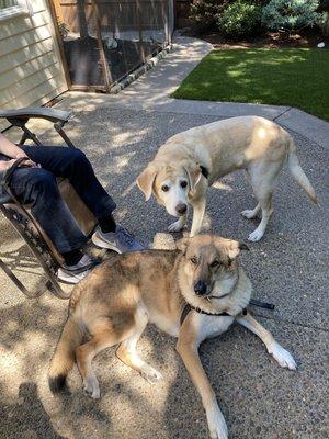 George helps pups gain confidence and social skills.