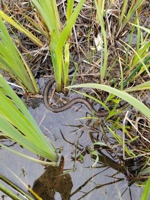 Snakes in the pond!