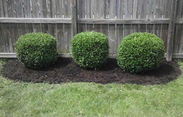 Shrub trimming