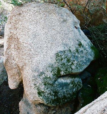 Man with green nose.  This man is just to right of Ellie Lane Trail, during the hike up.  Located at 0.5 mile point.