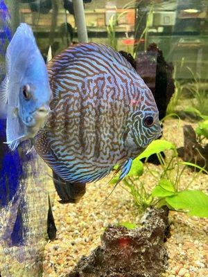 Discus