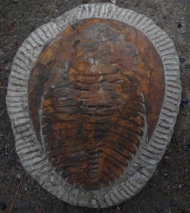 This is Trilobite fossil, which is an extinct class of arthropods. This fossil is estimated to be over 570 million years old.