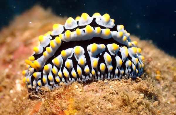 fried egg nudibranch