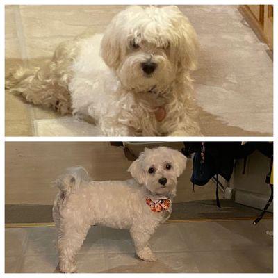 Here is one of my dog's before and after pictures. She's an 8 month old Havanese.