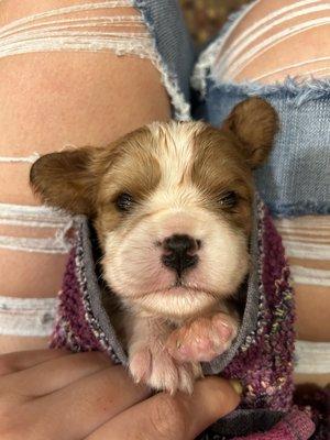 Cavalier puppy