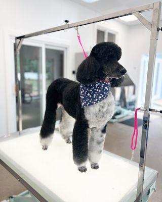 Opawlence Dog Grooming