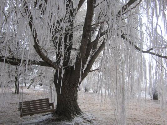 Frosty Serenity Willow