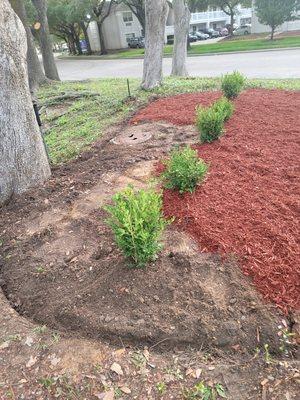 Planting and mulch