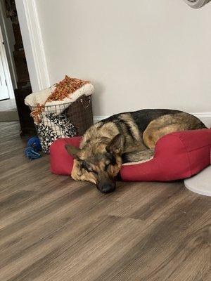 My guy resting after his bath