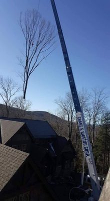 Hazardous tree removal