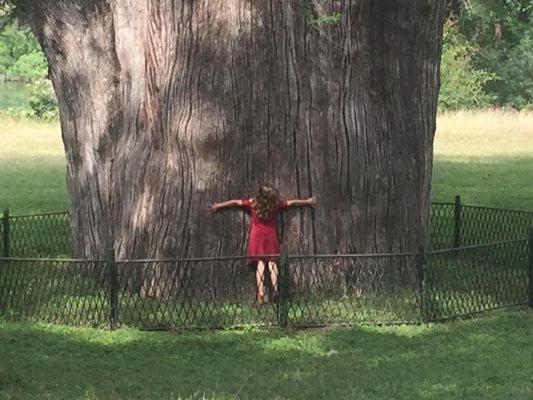 3rd Biggest Tree in Texas...we have 5 of the 13 Biggest Trees in Texas on the ranch...come hug one today!