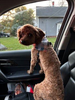 Simon post haircut and bath. I thought he looked and smelled great! Thanks, PetSmart!