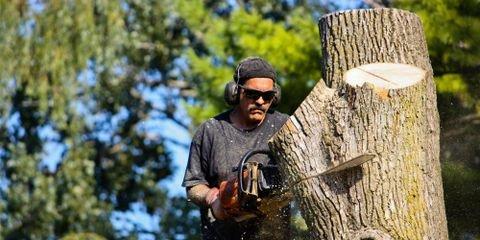 How To Prepare For Tree Removal Services