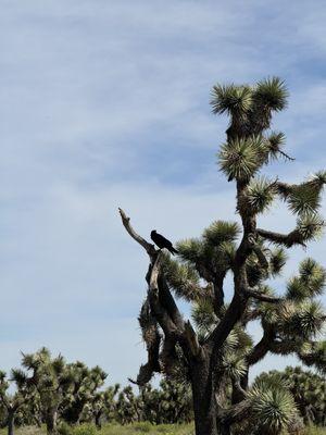 Raven on a branch