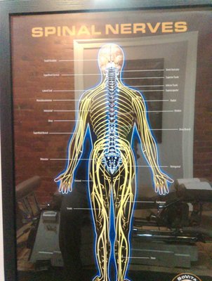 Spinal nerve chart for dummies!