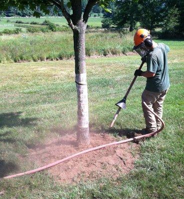 A technician loosening compacted soil with an air spade to expose surface roots to reduce the risk of rot and damage.