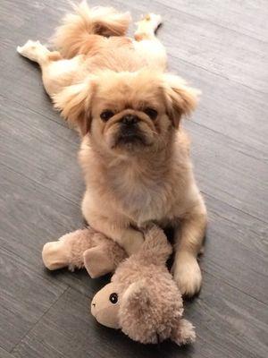 Miko loves relaxing at home with his stuffy.