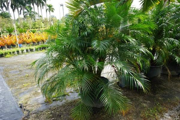 Roebelenii Palm