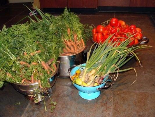 One day's harvest, September 2009