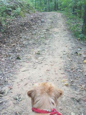 There is an armadillo ahead.