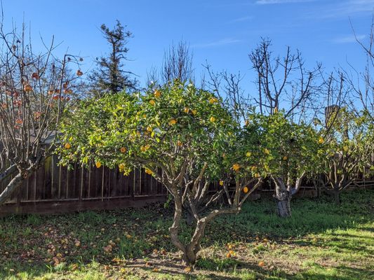 Pruned lemon tree