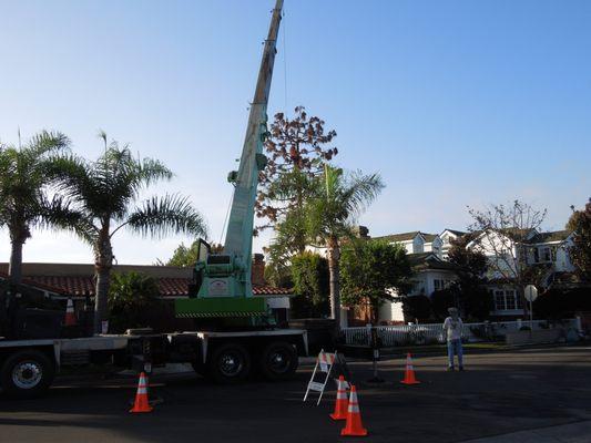 Tree Removal Service in Newport Beach