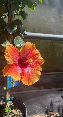 Hibiscus