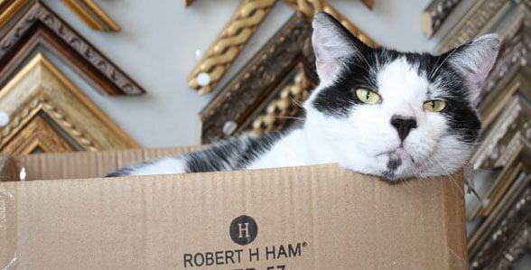 George the store cat, lounging in a box in front of some frame samples.