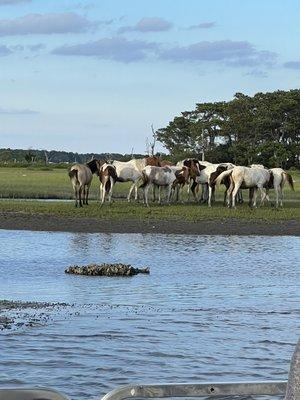 Southern Herd ponies