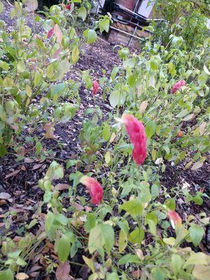 Shrimp plant