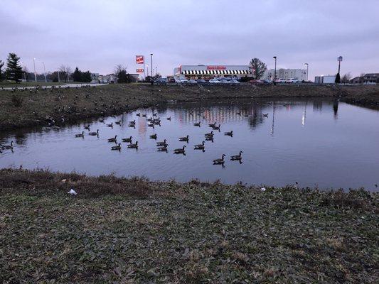 Gorgeous water-front dining complete with gaggle of geese.