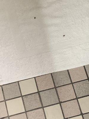 Dead flies in bathroom