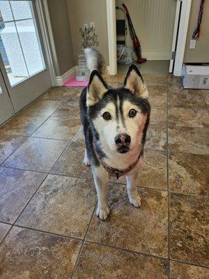 Micah the husky standing in lobby of river walks n plays dog daycare