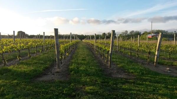 The North Fork of Long Island is known as Long Island Wine Country and with good reason, there are over 50 wineries and vineyards to visit.