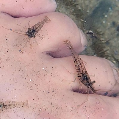 Free shrimp pedicure!  LOL