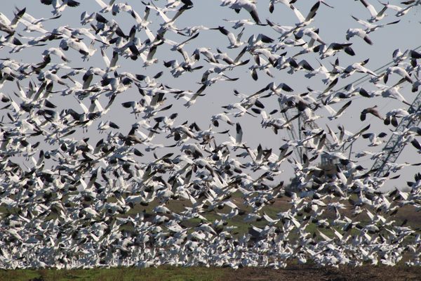 Just Flocking Around! Yearly, geese gather, the sight and sound are incredible.