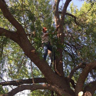 In a tree removing limbs