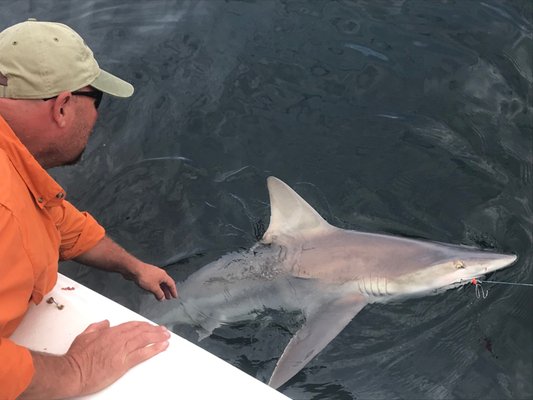 Sharks are fun to catch and release!