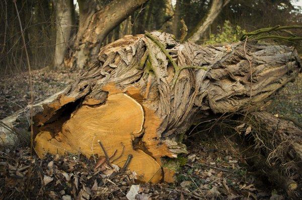 EW Stump Grinding & Root Pruning