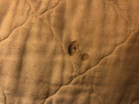 One of several cigarette burns in the comforter.