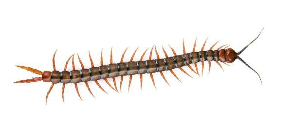 Millipede