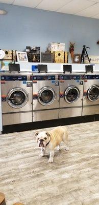 Sudzys Laundromat