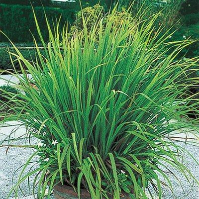 Lemon grass