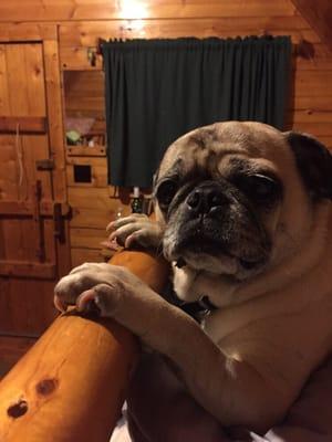 dog friendly bunk beds