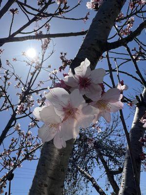 Torrance Cherry Blossom Festival